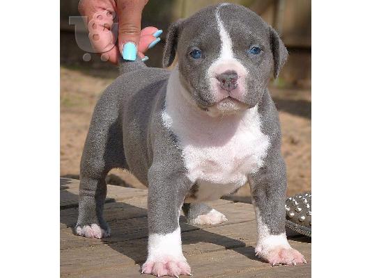 Pitbull